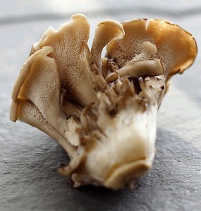 Maitake-mushrooms