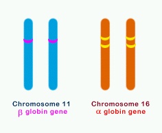 chromosome-11-16