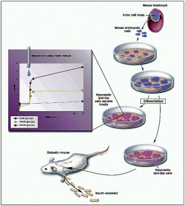 diabetes-mouse