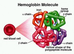 hemoglobin-molecure