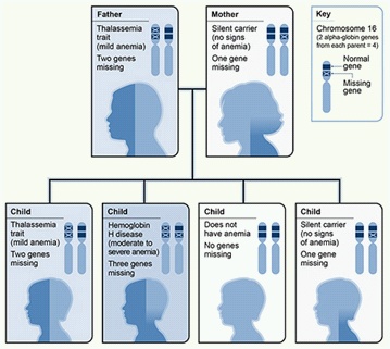 inheritance-pattern-alpha-thalessamia