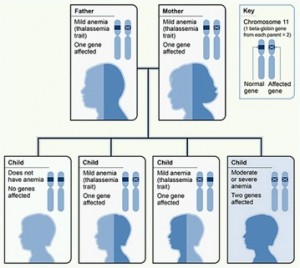 inheritance-pattern-beta-thalessamia