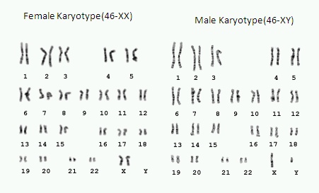 male-female-cryptotype