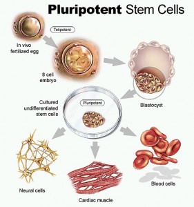 pluripotent