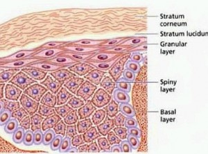 skin-stem-cells