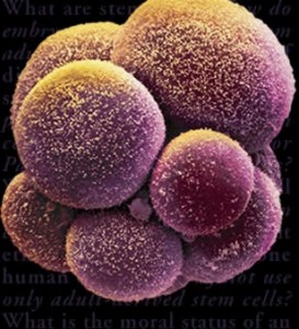 stem-cells