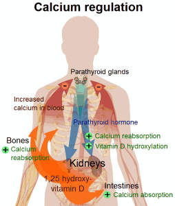 vitamin-d-in-body