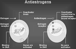 Anti-Estrogens