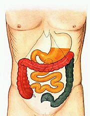 Gastrointestinal-Health