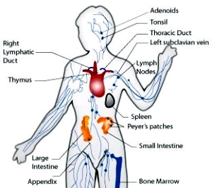 Immune System