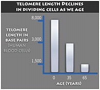 Telomere-aging