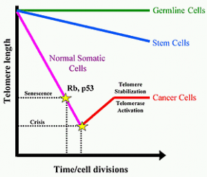 Telomere-length