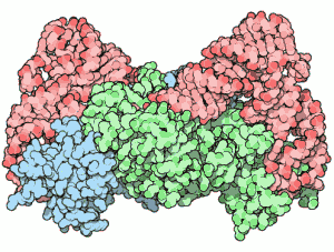 aminoacyl-tRNA-synthetase