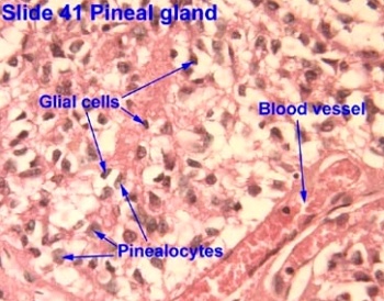 gilal cells