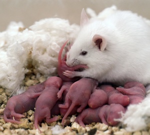 maternal-behaviar-lab-mice