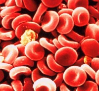 synthetic-blood-Platelet